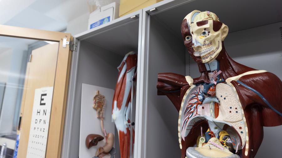 Life-size, plastic anatomical models
