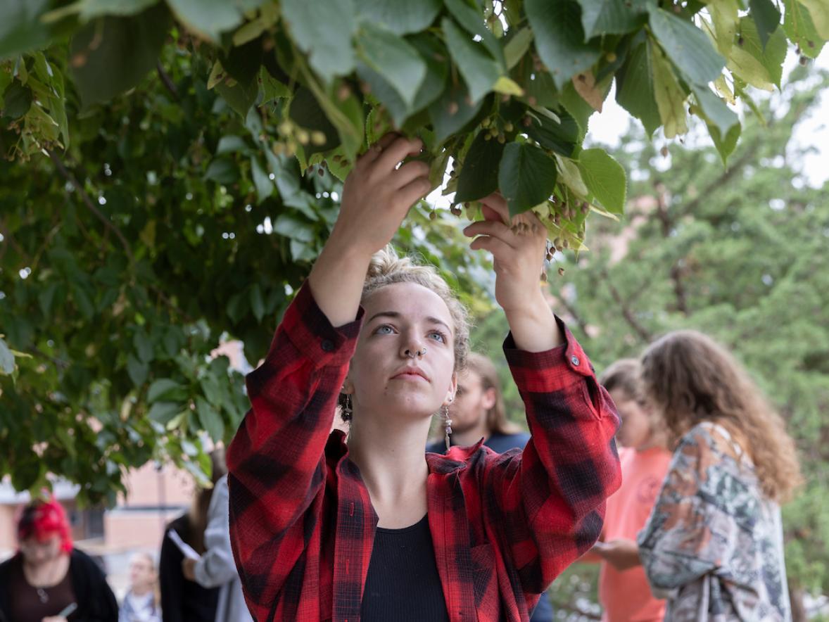 A student looks at the leaves of a linden tree