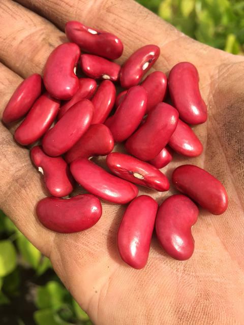 Chippewa Valley Bean, of Dunn County, is the world’s largest producer of dark red kidney beans.